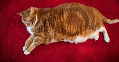 Cat too fat for a cat flap has shed the pounds - and is now looking for new home