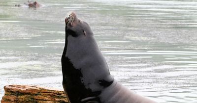 Longleat announce death of 'much loved' sea lion Buster