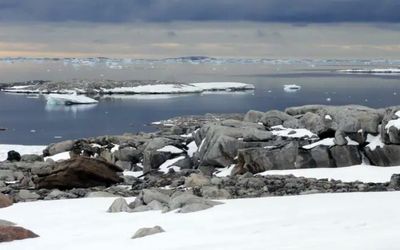 What’s driving record heatwaves in Antarctica and the Arctic, and how they’ll affect wildlife