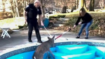 VIDEO: Indiana Cops Rescue Deer Trapped In Empty Pool