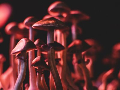 NeonMind Files Provisional Patent Application For Psilocybin Induced Weight Loss