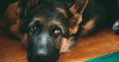 Woman puzzled by dog's odd obsession - and canine gets grumpy when it's taken away