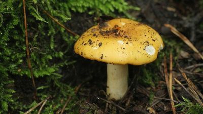 Mixing Medical Mushrooms And Cannabis For Cancer Care