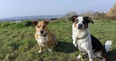 Dog owners warned after two pets poisoned in latest 'pink pellets' incident