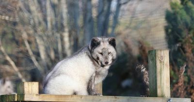 Highland Wildlife Park arctic fox dies as visitors mourn loss of 'wee character'