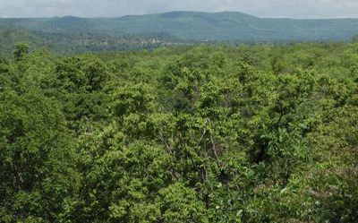 State prepares Forest Rejuvenation Action Plan covering all blocks
