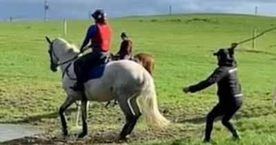 Sir Mark Todd faces disciplinary hearing after whipping horse with branch in viral video