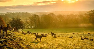 Parts of Ashton Court Estate closed after 'increased visitor numbers' and off lead dogs impact wildlife