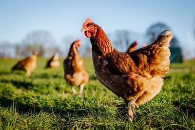 Chicken will cost more because of Ukraine crisis, says minister warning of 8% food inflation