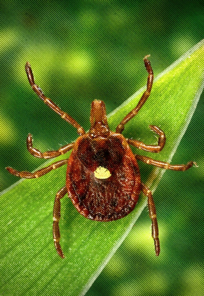 Ticks that can make you allergic to red meat have arrived from hell