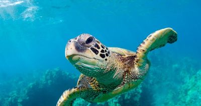 Mystery as Tilly the sea turtle who predicted volcano eruption in Tonga disappears