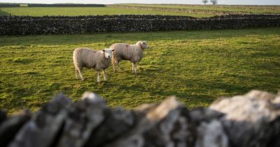 Dog owners could face £1000 fine for failing to keep dogs under control in sheep fields