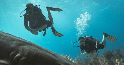 Kate Middleton and Prince William swim with SHARKS in Belize during royal tour