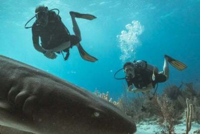 Duke and Duchess of Cambridge swim with sharks as Royal couple go diving in Belize