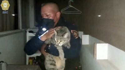 VIDEO: Mexico City Police Rescue Cat From Burning Mayor’s Office