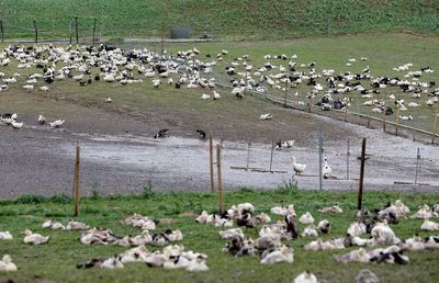 France lets some farms asphyxiate poultry flocks to stop bird flu