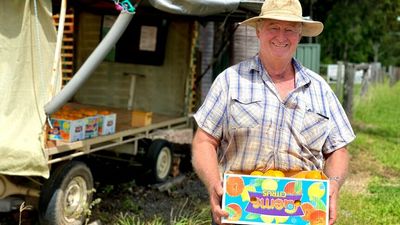 Queensland citrus growers feel the squeeze of increasing fuel costs