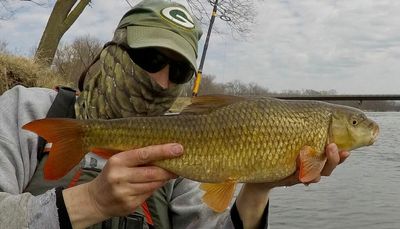 Chicago fishing, Midwest Fishing Report: Yo, coho, lakers, harbor pike, cooling lakes, surprising catches