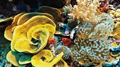 Great Barrier Reef NFTs could change face of conservation, fundraising