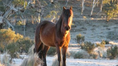 Brumby reserve mooted as solution to Kosciuszko National Park's wild horse problem