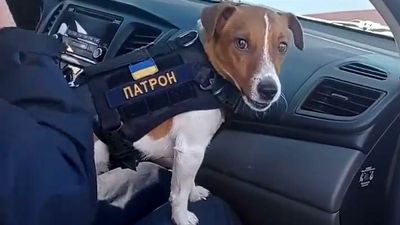 VIDEO: Meet Patron: The Brave Pooch Who Cleared Almost 90 Bombs In Ukraine During Russian Attack