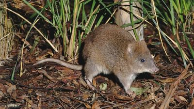 Endangered long-footed potoroo bouncing back from the brink after Black Summer