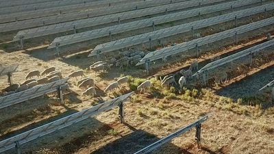 Riverina farmers call for solar farm developments to be put on hold until review completed