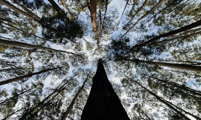 Giant of the Australian bush takes top spot in Eucalypt of the Year competition