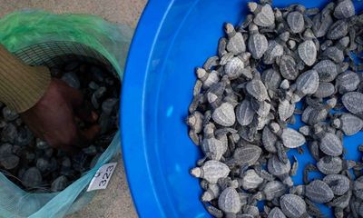 Nests vs jobs: will a new port spell doom for DRC’s olive ridley turtles?