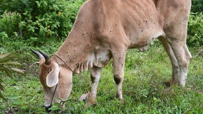 Australia's chief vet travels to Indonesia as urgent vaccine rollout begins for lumpy skin disease