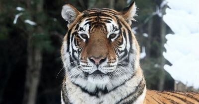 Police called to 'tiger on the loose' in Oldham garden - but didn't take long to realise what had happened