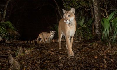 ‘We’re saving the last of the last’: what Florida’s endangered panthers need to survive