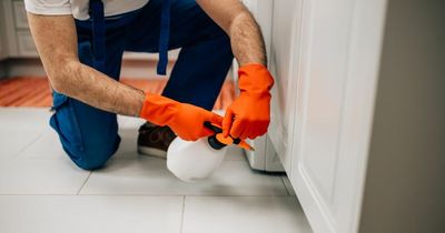 Signs there could be rats in your home as Dublin infestations skyrocket