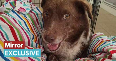 Disabled dog who was almost euthanised by vets is now happy in forever home