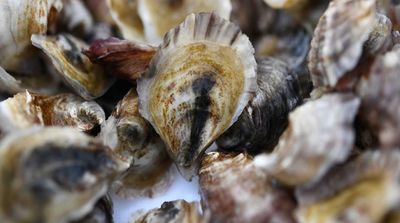 French Normandy Serves World’s Best Oysters