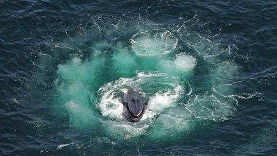 Whales’ Response To La Niña, Lack Of Antarctic Krill Found In Baleen