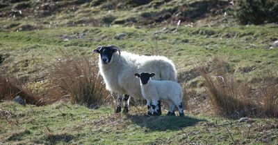 Northumberland National Park urges visitors to control dogs during lambing season