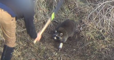 Horror undercover footage shows raccoons brutally clubbed for fur sold in UK
