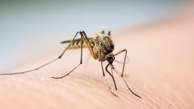 Study finds how mosquitoes ignore insect repellents
