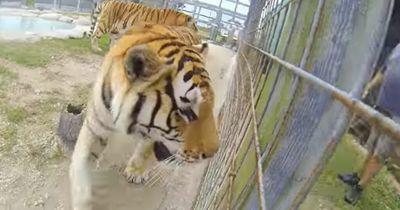 Zoo worker, 50, mauled by tiger after walking into 'banned' enclosure at feeding time