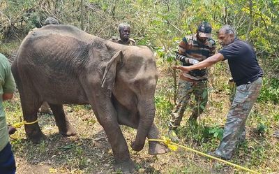 Injured wild elephant undergoes treatment in Boluvampatty range in Coimbatore