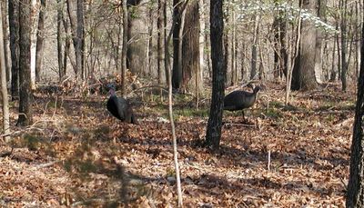 Illinois turkey talk: High ridges, oaks, sycamores, cottonwoods, digital scouting, roosts; plus Stray Cast