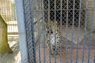 Ukraine's biggest zoo caught in the crossfire