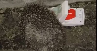 Someone is injuring and potentially killing hedgehogs with mouse traps in Swansea