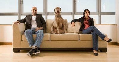 Expert advises who gets to keep the dog after couple get divorced