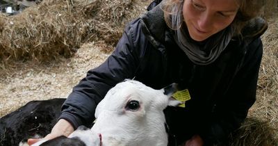 Irish rescue sanctuary desperate for help to fund farm so animals can get 'best care'