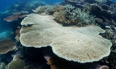 UN mission must see coral bleaching to get ‘whole picture’ of Great Barrier Reef, experts say