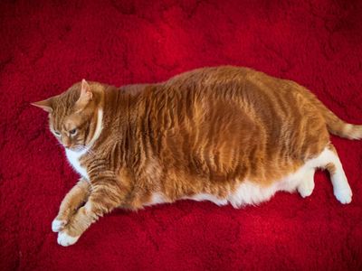Motsy the cat, formerly too fat for a cat flap, is looking for a home