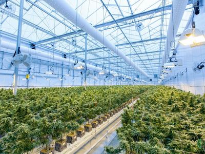 Why Tilray, Canopy Growth Look Set For New Highs Despite Failing To Hold After-Hours Surge