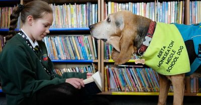 Monkseaton Middle School has a new teaching assistant - Berta the Bloodhound